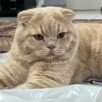 گربه اسکاتیش بالغ نر
