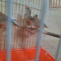 فنچ|پرنده|رشت, جماران|دیوار