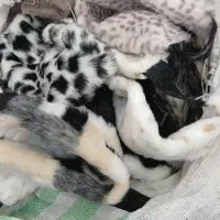 هدبندخزدارروسی|لباس|تهران, پارک شهر|دیوار