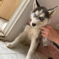 توله سگ|سگ|مشهد, استاد یوسفی (شهرک غرب)|دیوار