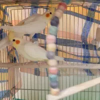 عروس هلندی لوتینو چشم شرابی|پرنده|شاهینشهر, گرگاب|دیوار