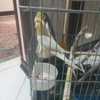 عروس هلندی( مولد)|پرنده|پاکدشت, پاکدشت (مامازند)|دیوار