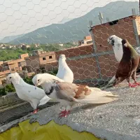 کبوتر ابلغ قرمز