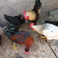 مرغ و خروس