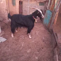 نربز|حیوانات مزرعه|جوادآباد, |دیوار