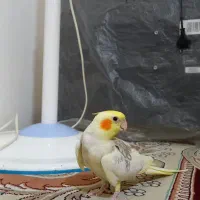 عروس هلندی|پرنده|اسلام‌شهر, شهرک محمدیه|دیوار