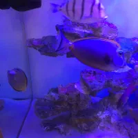 ماهی آب شور