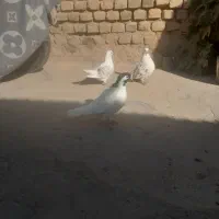 پشت هفترنگ قوچانی سینه ابی|پرنده|بجنورد, |دیوار