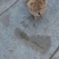 سگ اشپیتز کامل خونگی بدون کوچک ترین صدا|سگ|هشتگرد, شهرک بعثت|دیوار