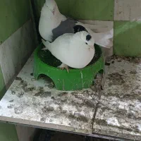 کبوتر بوشهری