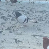 کبوتر جمعن ۲ تومن|پرنده|ملکان, |دیوار