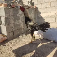 حروس|حیوانات مزرعه|سراوان, |دیوار