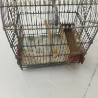 قفس‌قدیمی‌دست‌بافت