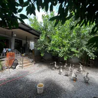 ویلا ۲۵۰متری بافت جاده سرخرود|فروش خانه و ویلا|دابودشت, |دیوار