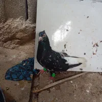 کبوتر سرور سیاه