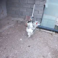 برهما