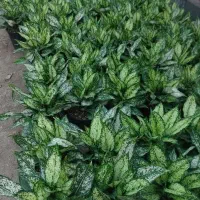 آگلونما برفی سطل7|گل و گیاه طبیعی|گتاب, |دیوار