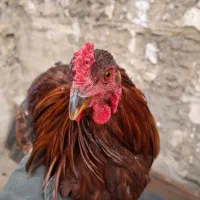 خروس امپراطور