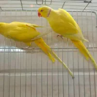 نمایشگاه پرنده رضا|پرنده|شیراز, فرودگاه شهید دستغیب شیراز|دیوار