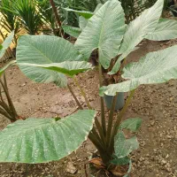 گل بابا ادم