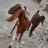 دو عدد گوسفند مری