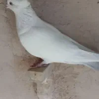 کبوتر،نی ریز