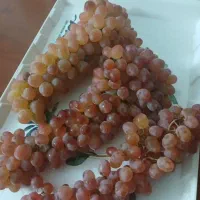 کشمش آفتابی