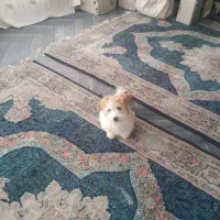 پاپی