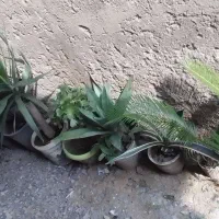 فروش یوکاوسیکاس وکاج|گل و گیاه طبیعی|سرخرود, |دیوار