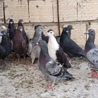 پلاکی بیرونی|پرنده|شیراز, دارالرحمه|دیوار
