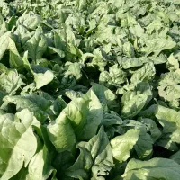 اسفناج|گل و گیاه طبیعی|مینودشت, |دیوار