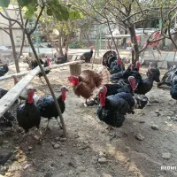 بوقلمون نر برنز|حیوانات مزرعه|فردیس, انبار نفت|دیوار