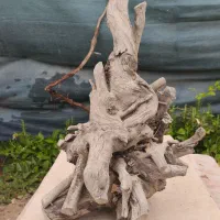 ریشه درخت.تنه درخت.هنری