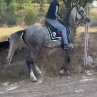 اسب اصیل|اسب و تجهیزات اسبسواری|سقز, |دیوار