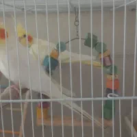 یک جفت عروس هلندی دستی