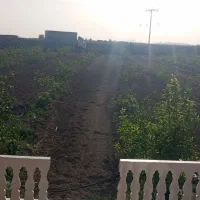 باغ پسته بینالود 3000متر 50دقیقه آب چاه|فروش دفتر صنعتی، کشاورزی، تجاری|ملک‌آباد, |دیوار