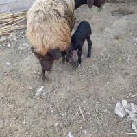 گوسفند بابره نر|حیوانات مزرعه|نگین شهر, |دیوار