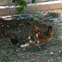 مرغ . خروس . جوجه محلی