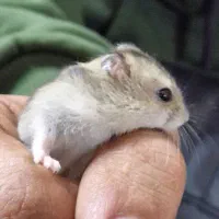 همستر مینیاتوری|موش و خرگوش|کرمان, |دیوار