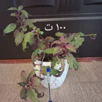 لوازم جانبی موبایل و تبلت|لوازم جانبی موبایل و تبلت|اسلامآباد غرب, |دیوار