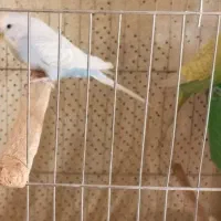 یک جفت نر و ماده