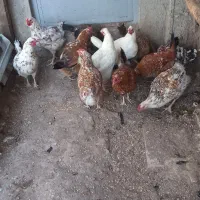 گلین اصل|حیوانات مزرعه|ارشق, |دیوار