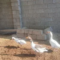 روستای مشراگه،امیدیه|حیوانات مزرعه|هندیجان, |دیوار