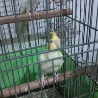 عروس هلندی|پرنده|کارون, |دیوار