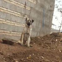 واگذاری سرابی اصیل