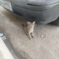 گربه|گربه|پاکدشت, پاکدشت (مامازند)|دیوار
