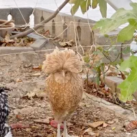 مرغ نژاد دار برهما لهستانی آمروک|حیوانات مزرعه|گلبهار, شهر جدید گلبهار|دیوار