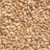 گندم گرمسیر