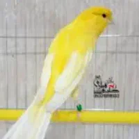 جوجه قناری