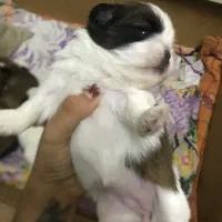 توله سگ شیتزو تریر|سگ|رشت, دیلمان|دیوار